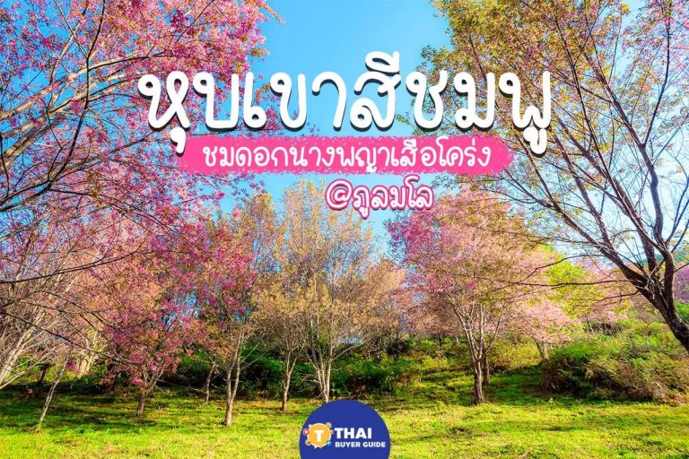 ซากุระเมืองไทย ไม่ต้องไปไกลถึงญี่ปุ่น กับหุบเขาสีชมพู ภูลมโล