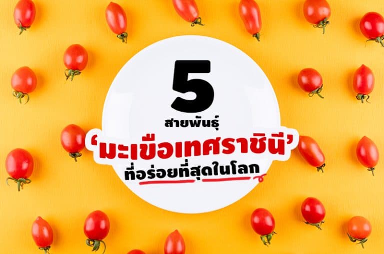 5 สายพันธุ์ มะเขือเทศราชินี ที่อร่อยที่สุดในโลก