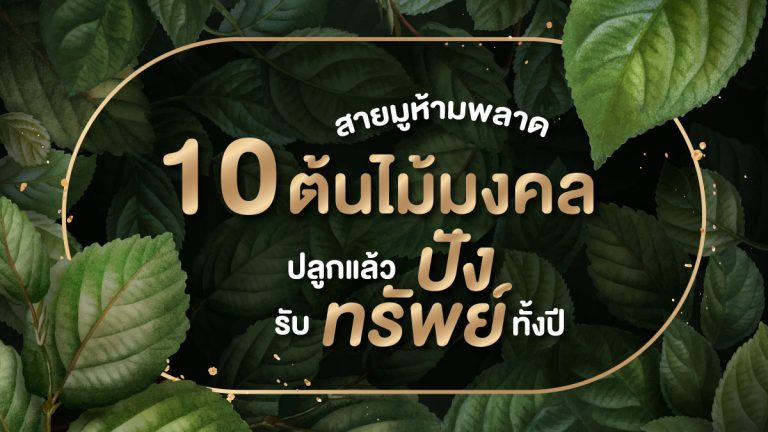 สายมูห้ามพลาด 10 ต้นไม้มงคล ปลูกแล้วปัง รับทรัพย์ทั้งปี